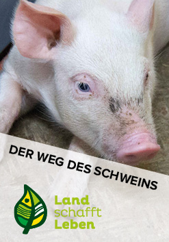 Der Weg des Schweins in Österreich