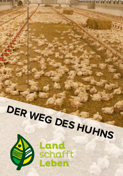 Der Weg des Huhns in Österreich