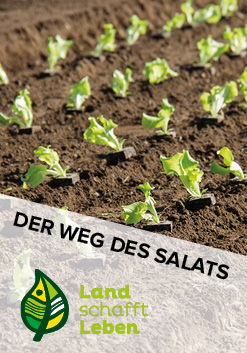 Der Weg des Salats in Österreich