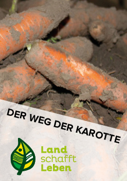Der Weg der Karotte in Österreich