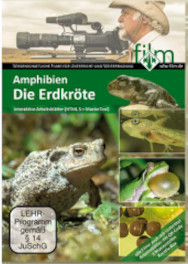 Amphibien - Die Erdkröte