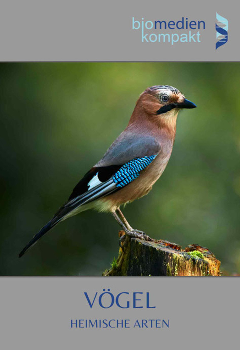 Vögel: Heimische Arten