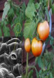 Stoma der Tomatenpflanze