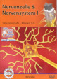 Nervenzelle & Nervensystem I