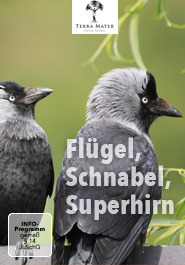 Flügel, Schnabel, Superhirn