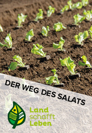 Der Weg des Salats in Österreich