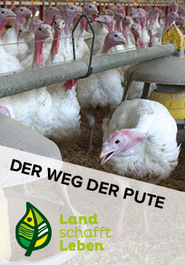 Der Weg der Pute in Österreich