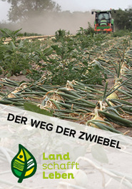 Der Weg der Zwiebel in Österreich