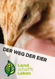 Der Weg der Eier in Österreich